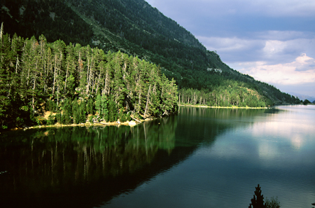 Pino negro en el Estany de Sant Maurici