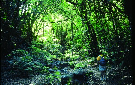 Paisaje de bosque